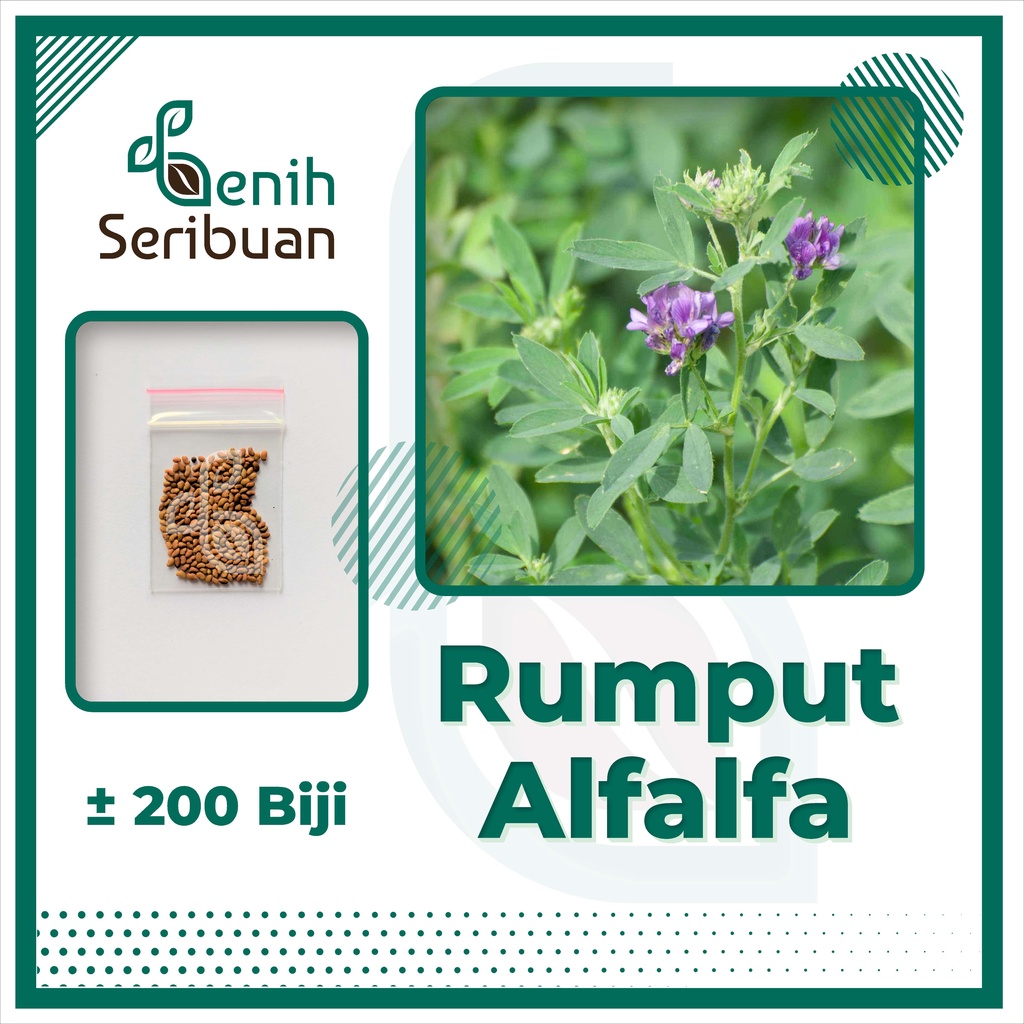 BS-BYL Benih Herbal Bibit Herb Herba Daun Mint Peppermint Lavender Basil Kale Kucai Coriander Parsley Alfalfa Grass-ALFALFA