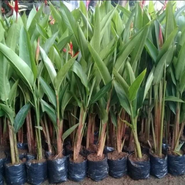Pohon Pisang Heliconia / Ladydays - Tanaman Hias Pisang Heliconia Bunga Merah