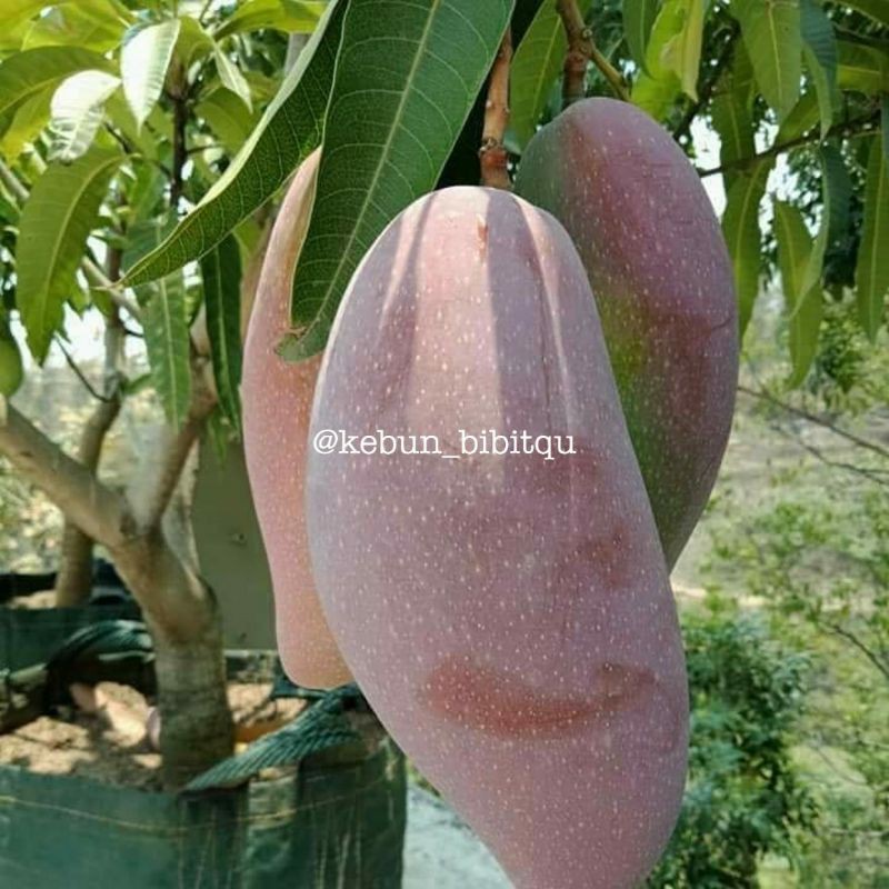 

Mangga Red Ivory Cepat Berbuah
