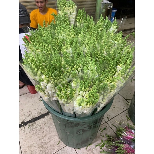Bunga Snapdragon Bunga Segar Bunga Potong