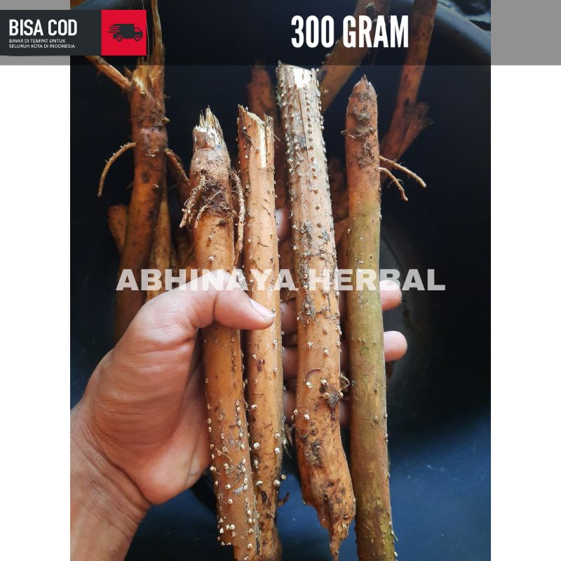 

Akar Pinang Segar - Akar jambe basah fresh 300gr