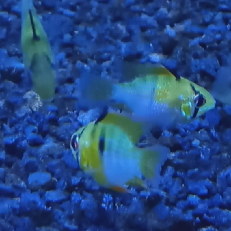 ikan Ramirezi German