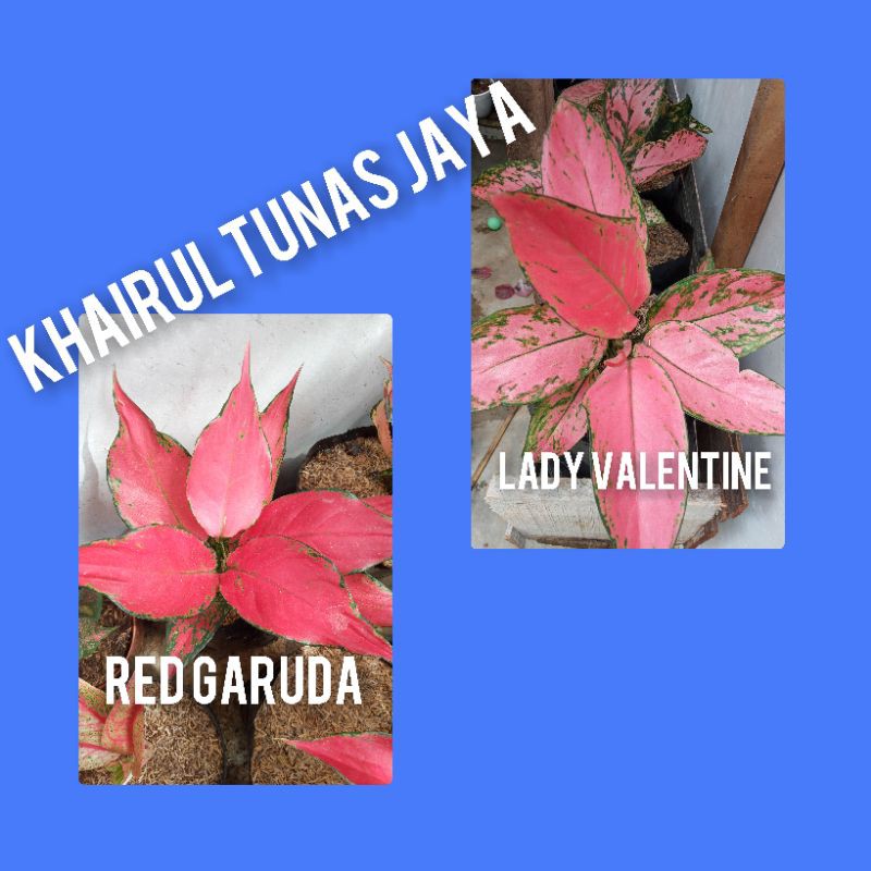 paket 2 jenis bunga aglonema cantik lady valentine,red garuda anakan,  4-6 daun