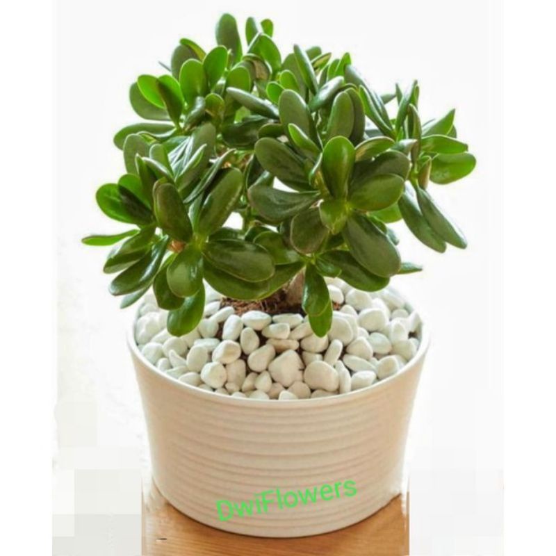 Jual Bisa Cod Tanaman Hias Jade Plant Tanaman Hidup Jade Plants Bahan Bonsai Tanaman