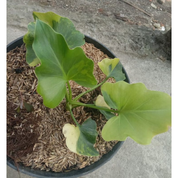 philodendron selloum variegata / thaumatophyllum selloum variegata