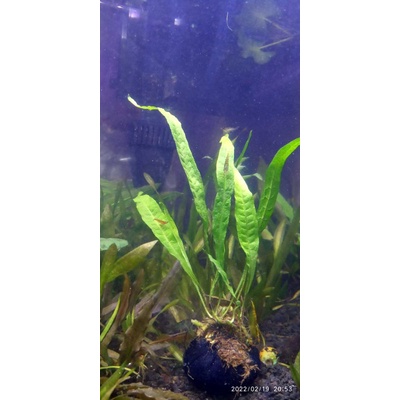 kadaka java fern mini media wabikusa aquascape