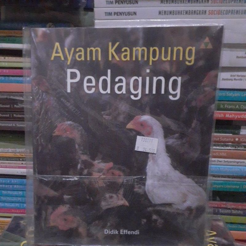 ayam kampung pedaging