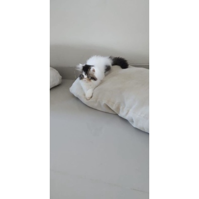 peaknose betina line ped mouchii.catss