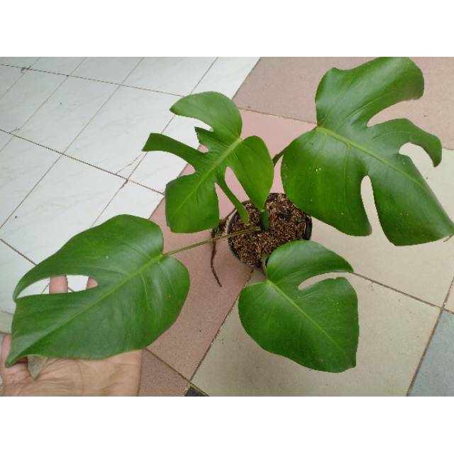 Philodendron Monstera Deliciosa Sudah Pecah Daun Alami Shopee Indonesia