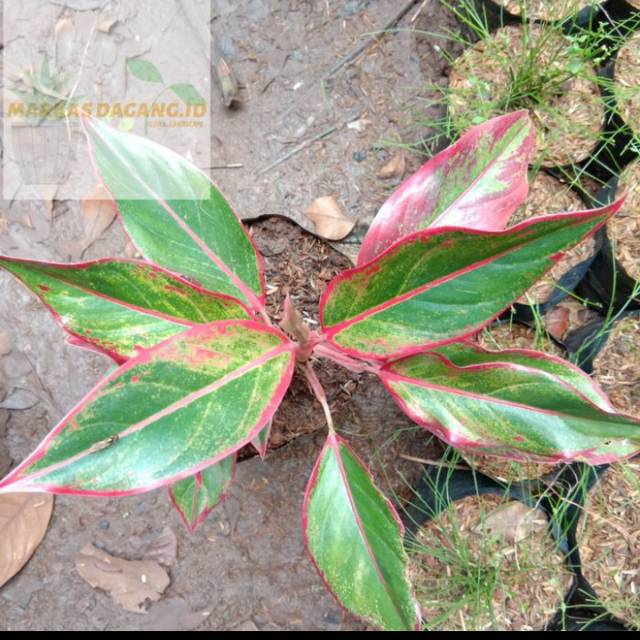 Pohon aglonema lipstik //Tanaman hias aglonema lipstik