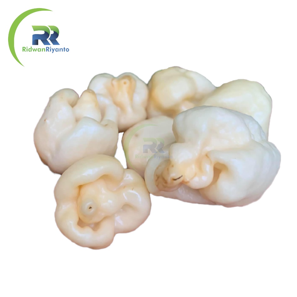 BUAH Cabe CAROLINA REAPER WHITE Cabai Terpedas Nomor 1 di Dunia Versi Guinness World Record