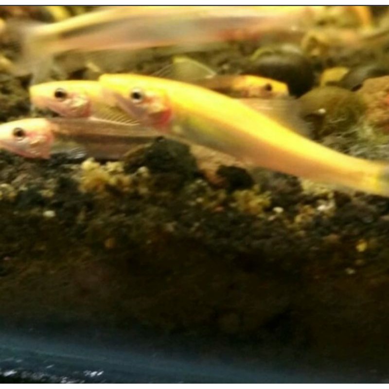 Ikan cae algae eater