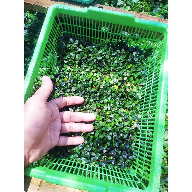 Bucephalandra mini micro Melawi porsi keranjang