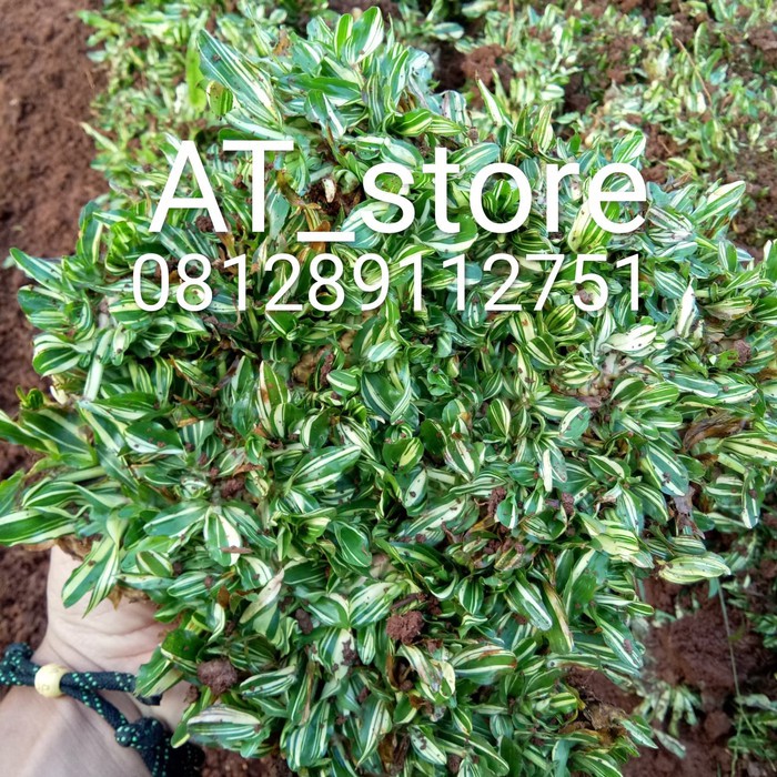 RUMPUT gajah varigata - rumput gajah mini varigata     _