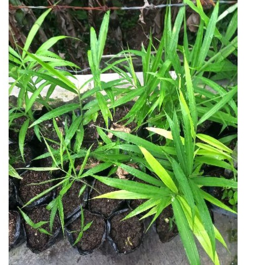 tanaman herbal jahe gajah,bibit jahe gajah,jahe murah