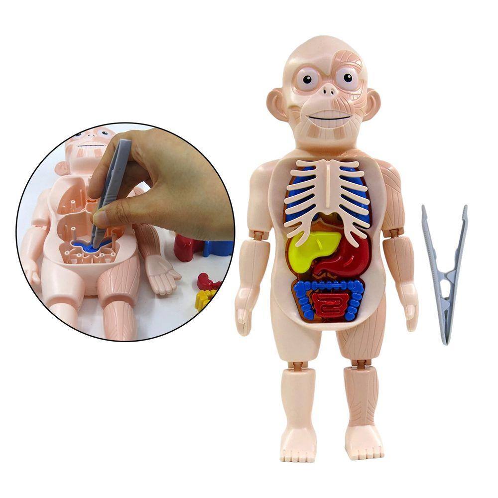 Lanfy Human Organ Model Puzzle 3D Khusus Boneka Tubuh Manusia Aksesoris Sekolah Anatomi Mainan Tubuh Organ Edukasi Belajar