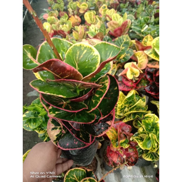 puring apel mawar mortal thailand ORI