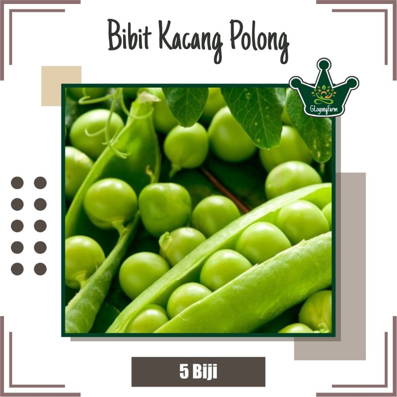 Bibit Kacang Polong Hibrida - Benih Sayuran