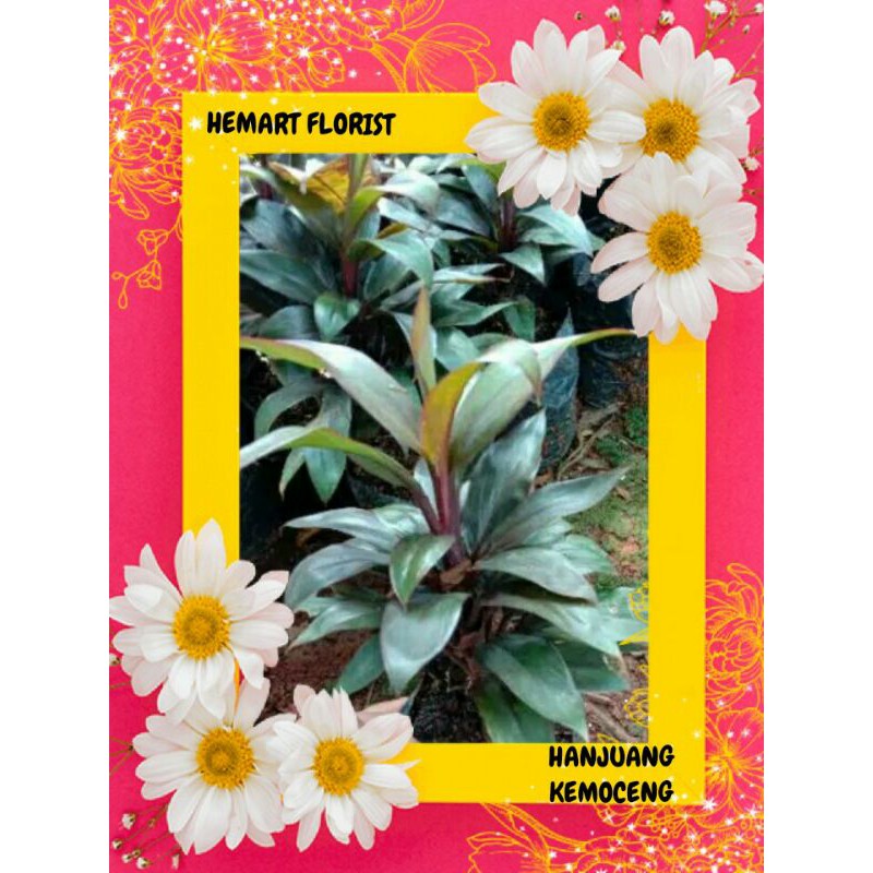 daun hanjuang kemoceng