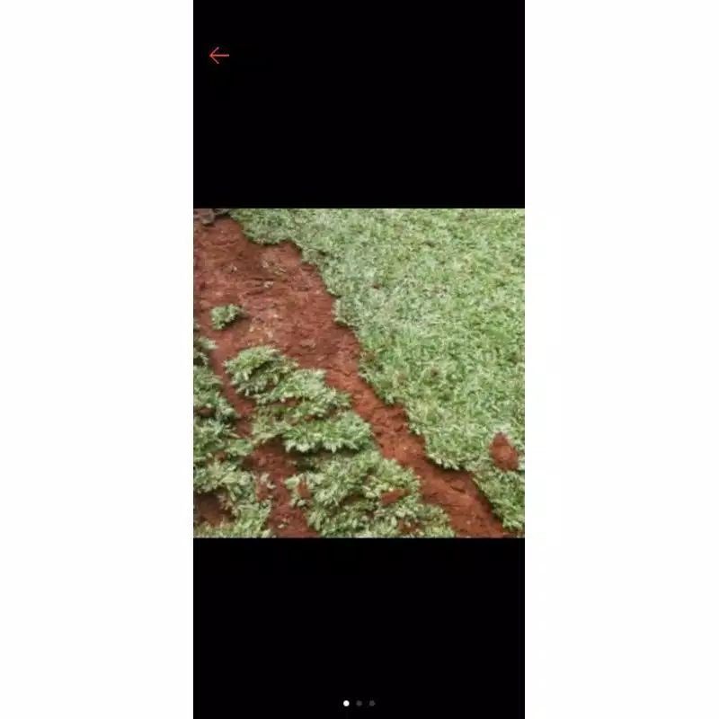 rumput gajah mini varigata 1x1 meter
