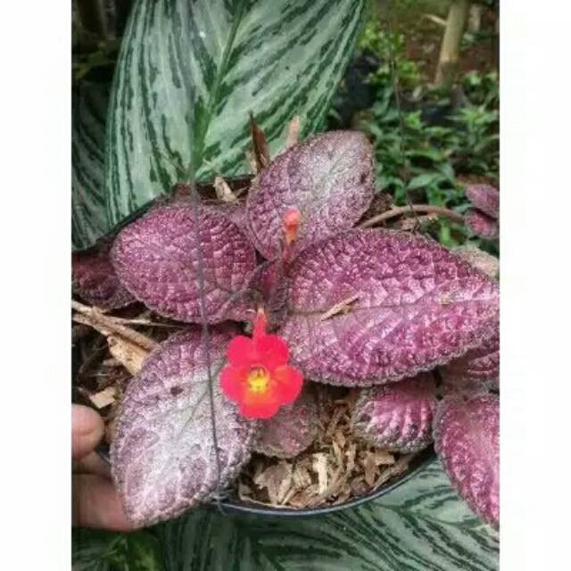 Tanaman hias gantung episcia beludru merah