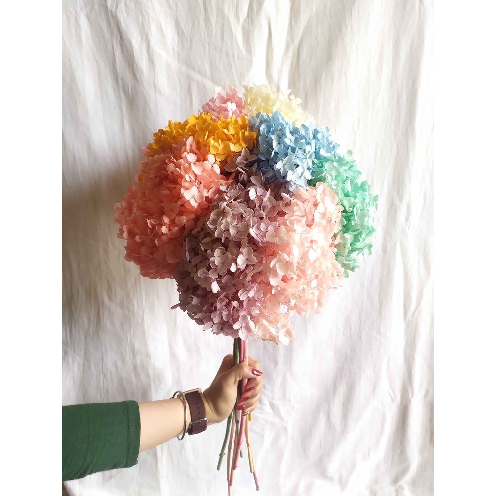 Preserved Hydrangea/ Hydrangea Kering/ Bunga Hydrangea Asli Kering Premium