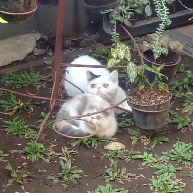 Kucing Persia exotic peaknose