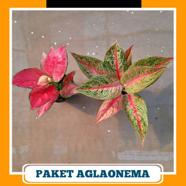 Paket Hemat Aglonema ( Pink Anjamani, Legacy )