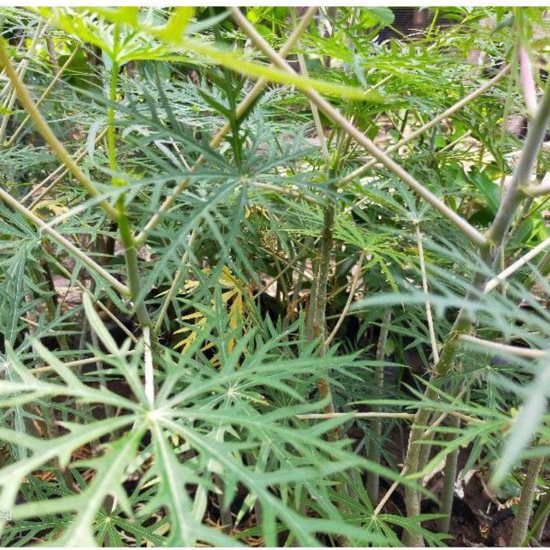 Bibit Tanaman Herbal Jarak Tintir Bibit Tanaman Yodium