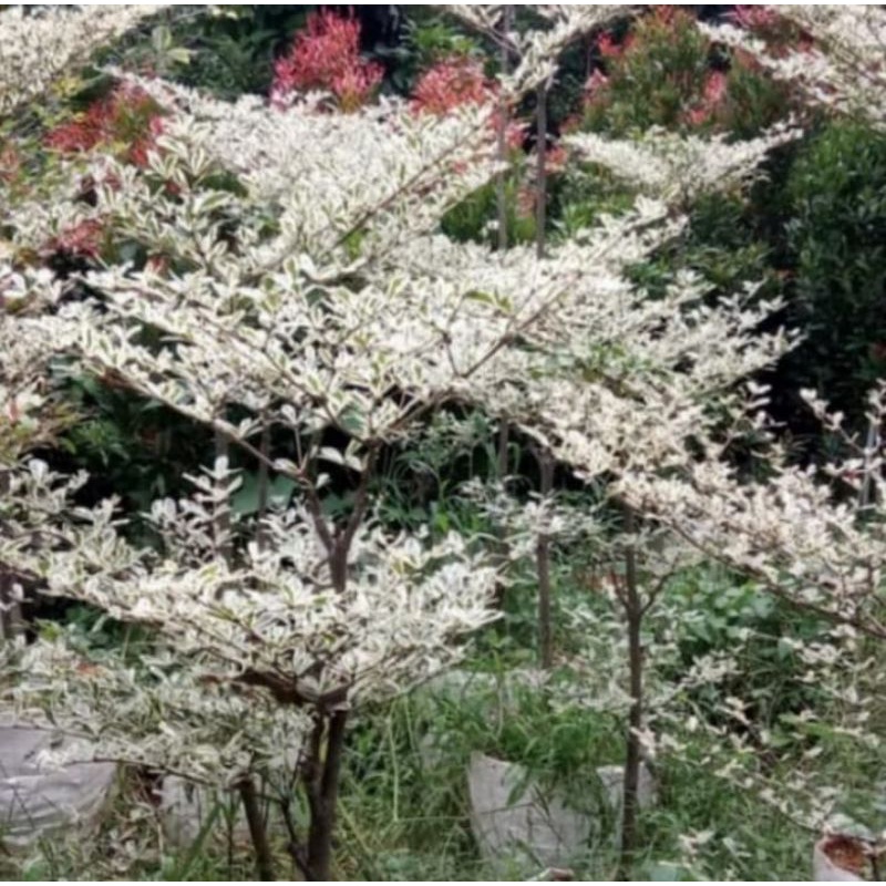 POHON KETAPANG KENCANA VARIEGATA