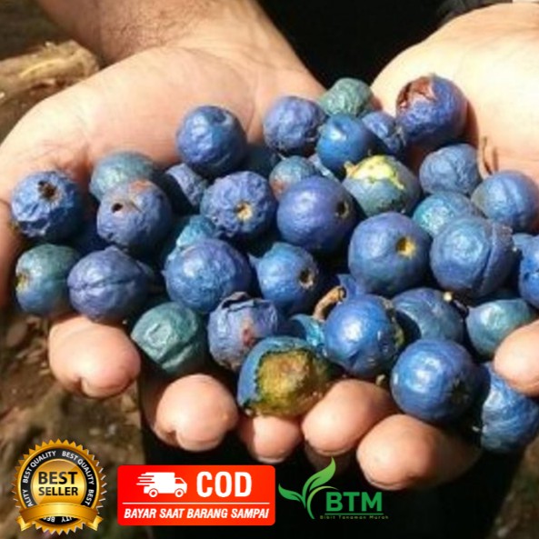 Benih biji Pohon Genitri Jenitri Siap Tanam/benih bibit/benih biji