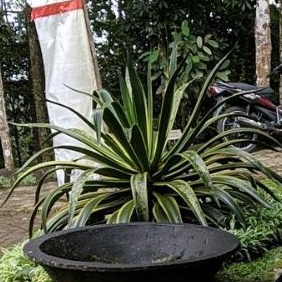 DIARY PETANI - Tanaman Hias Agave Raja