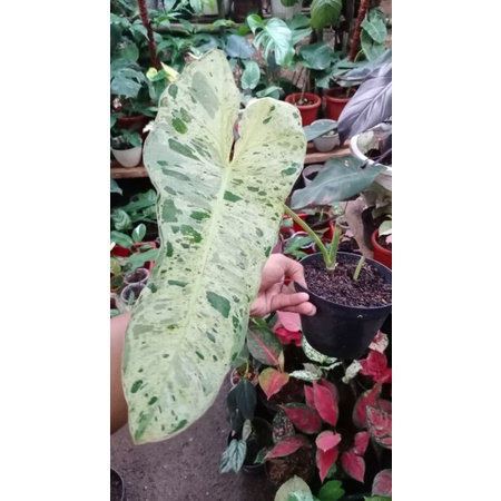 Philodendron Paraiso Verde menor jumbo sudah tunas