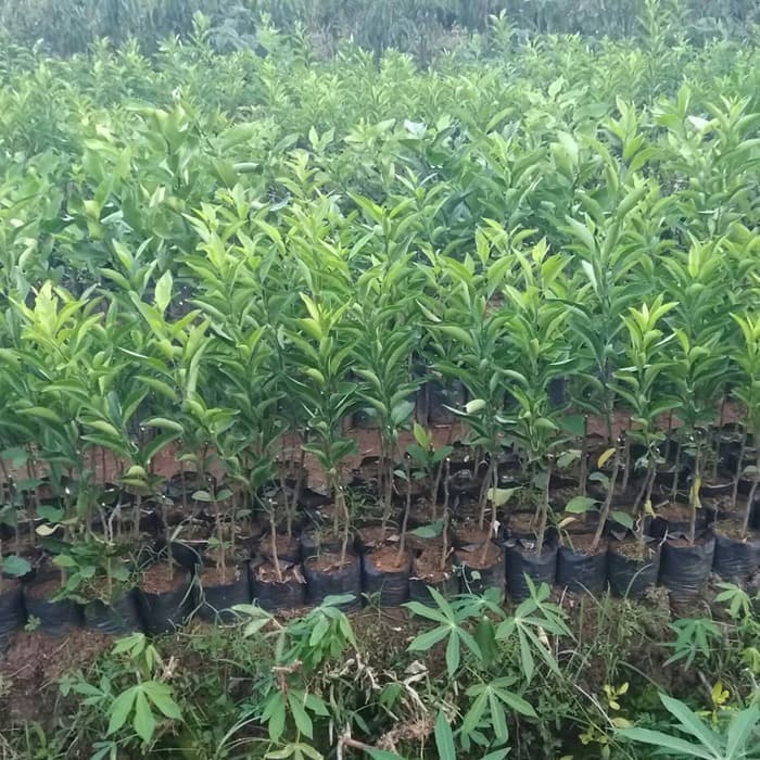 Bibit Pohon Jeruk Santang Madu Manis Tanaman Buah Jeruk Santang Manis