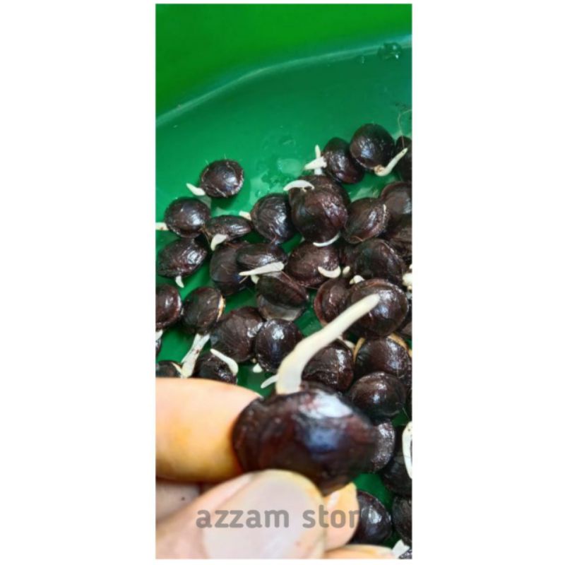 

benih bibit biji Kacang sacha inchi omega 3 minyak ikan makanan ibu hamil dan anak