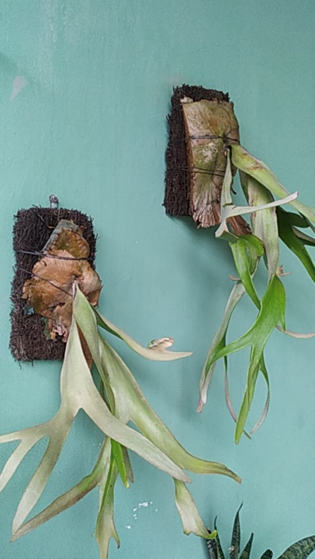 Akar Pakis Media Tanam Akar Pakis Media Tanam Anggrek Pakis Tempel Media Tanam