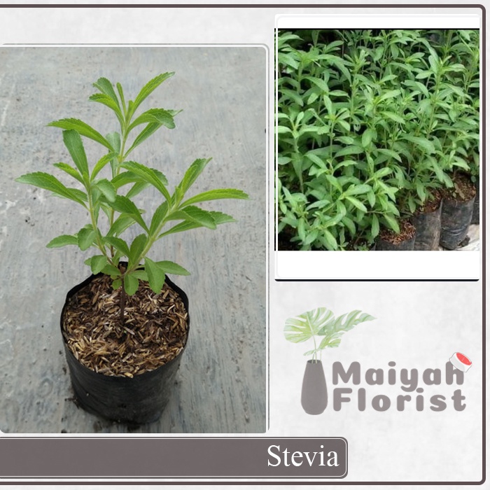 Tanaman Herbal Stevia