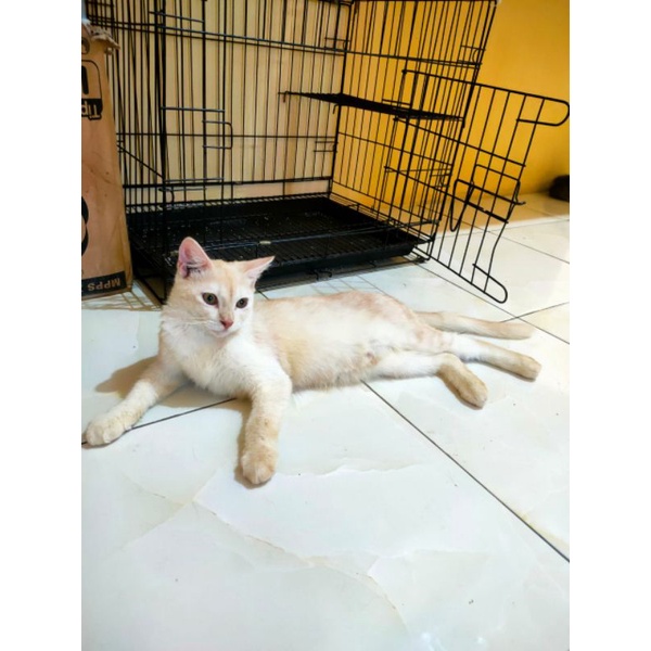 kitten Persia medium