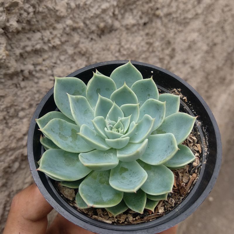 Echeveria | D 10cm | Sukulen