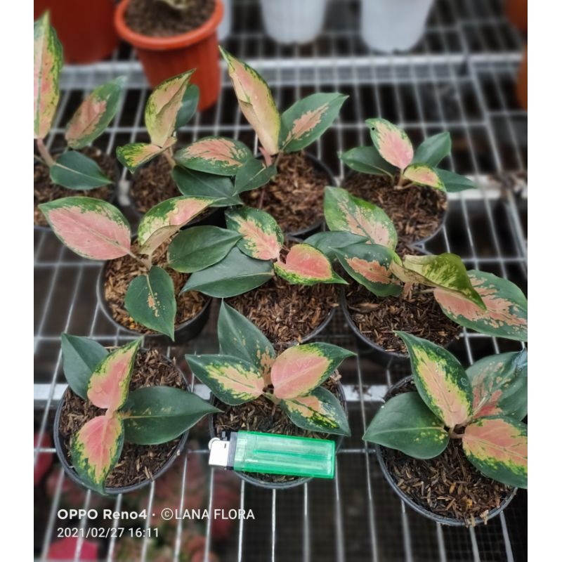 Aglonema Kochin Tembaga Monfori (Baby) daun 4-5