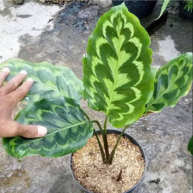 Bibit Tanaman Bunga Calathea Merak (Peacock) BERGARANSI