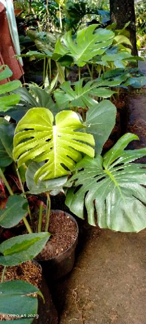 Tanaman Hias Monstera Philodendron Deliciosa - Ukuran Sedang