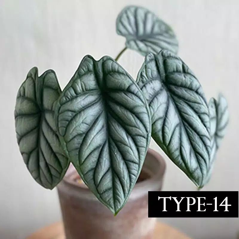 BIJI BENIH TANAMAN HIAS TANAMAN LANGKA BONSAI CALADIUM. IMPORT