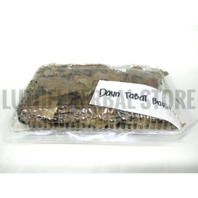 Daun Tabat Barito Asli Kalimantan , Herbal Khusus Wanita