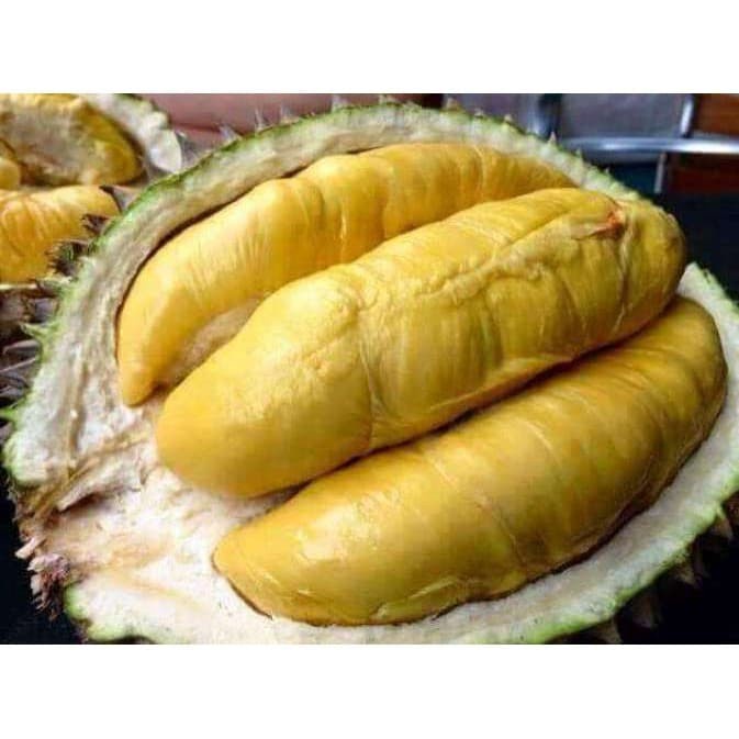 bibit durian montong super