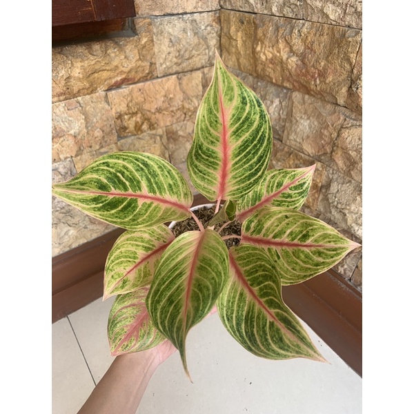 aglonema caribian karibian mutasi