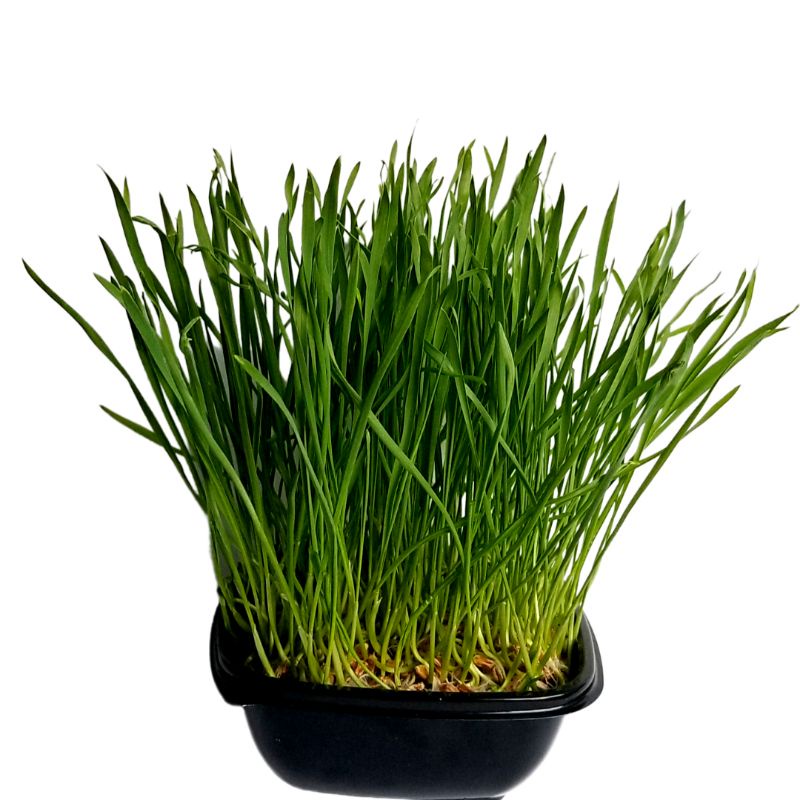 benih biji rumput gandum