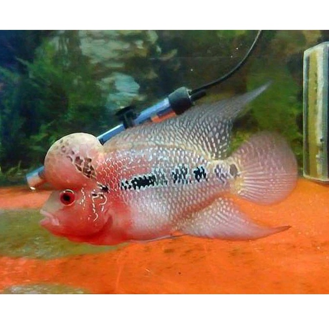 ikan louhan srd. ikan louhan srd size 15-17 cm