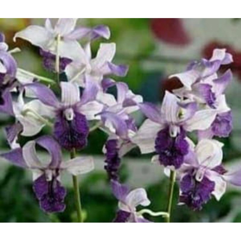 anggrek dendro Indonesia raya blue