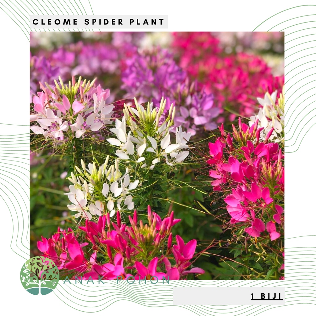 Benih Bibit Biji - Bunga Cleome Spider Plant Bunga Laba - laba Flower Seeds - IMPORT